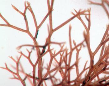 Ceramium spp - a red alga